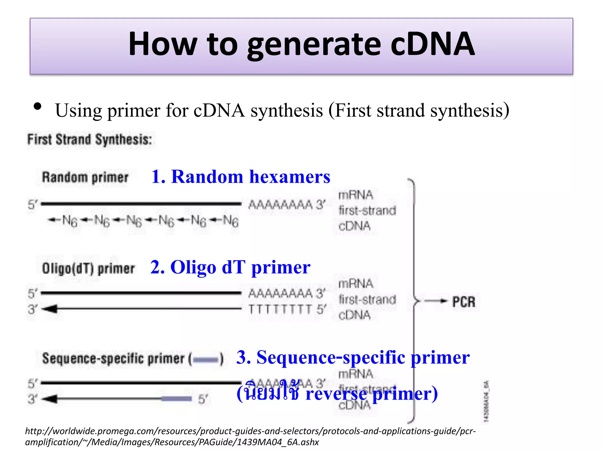 How to generate cDNA 
•Using primer for cDNA synthesis (First strand synthesis) 
http://worldwide.promega.com/resources/product-guides-and-selectors/protocols-and-applications-guide/pcr- amplification/~/Media/Images/Resources/PAGuide/1439MA04_6A.ashx 
1. Random hexamers 
2. Oligo dT primer 
3. Sequence-specific primer (นิยมใช้ reverse primer)  