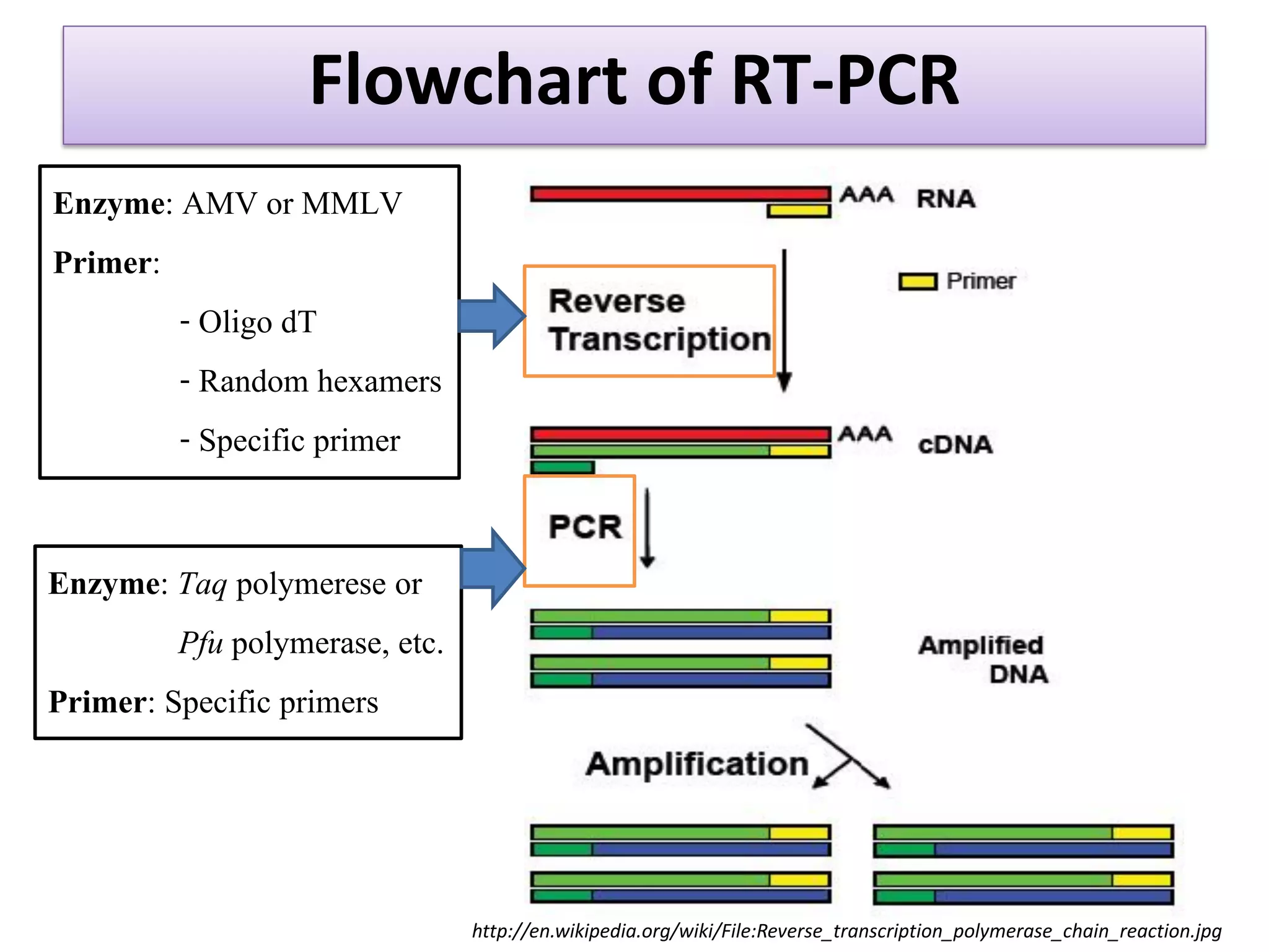 Flowchart of RT-PCR 
http://en.wikipedia.org/wiki/File:Reverse_transcription_polymerase_chain_reaction.jpg 
Enzyme: AMV or MMLV 
Primer: 
- Oligo dT 
- Random hexamers 
- Specific primer 
Enzyme: Taq polymerese or Pfu polymerase, etc. Primer: Specific primers  