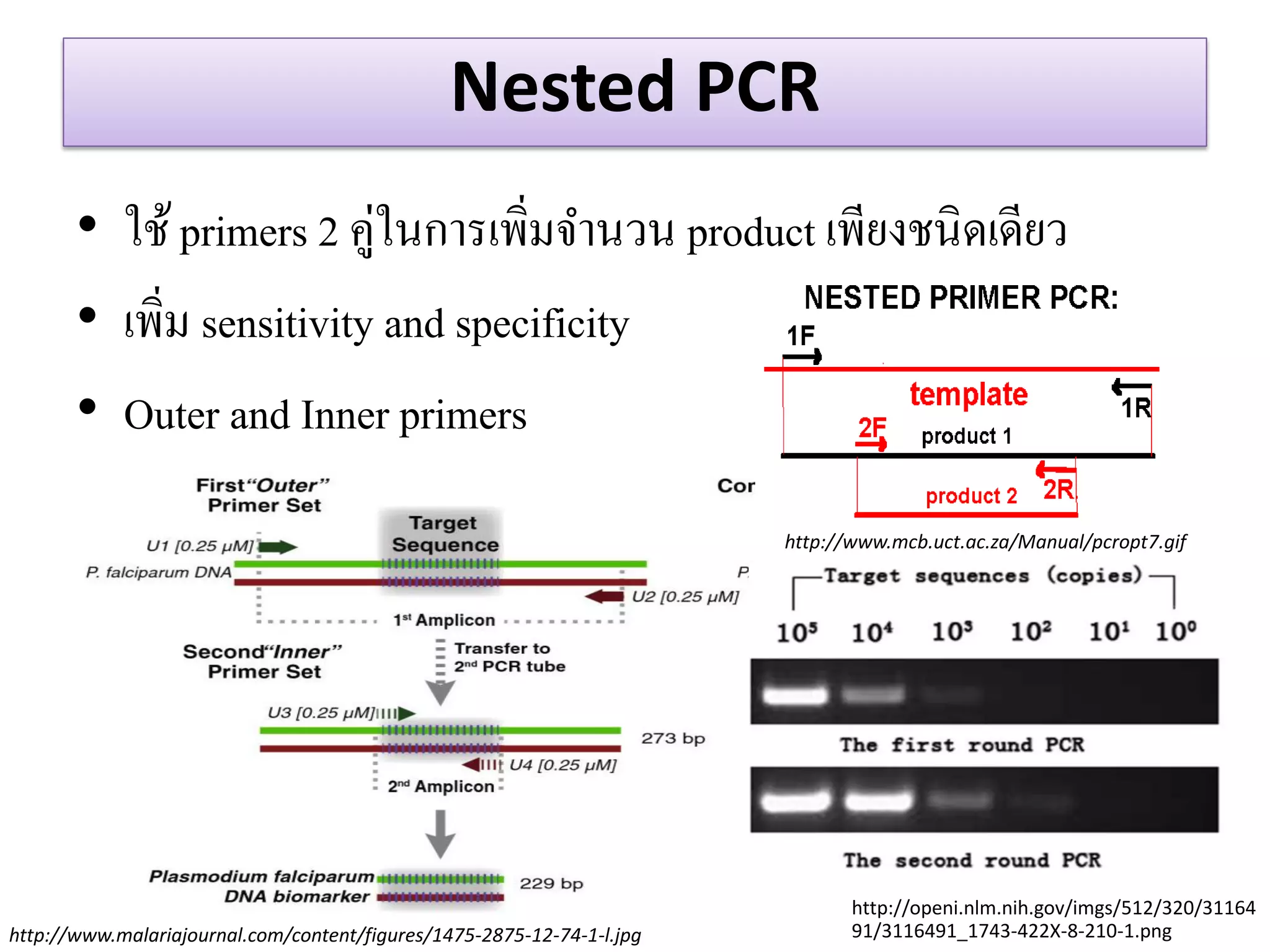 Nested PCR 
•ใช้ primers 2 คู่ในการเพิ่มจานวน product เพียงชนิดเดียว 
•เพิ่ม sensitivity and specificity 
•Outer and Inner primers 
http://www.mcb.uct.ac.za/Manual/pcropt7.gif 
http://www.malariajournal.com/content/figures/1475-2875-12-74-1-l.jpg 
http://openi.nlm.nih.gov/imgs/512/320/3116491/3116491_1743-422X-8-210-1.png  