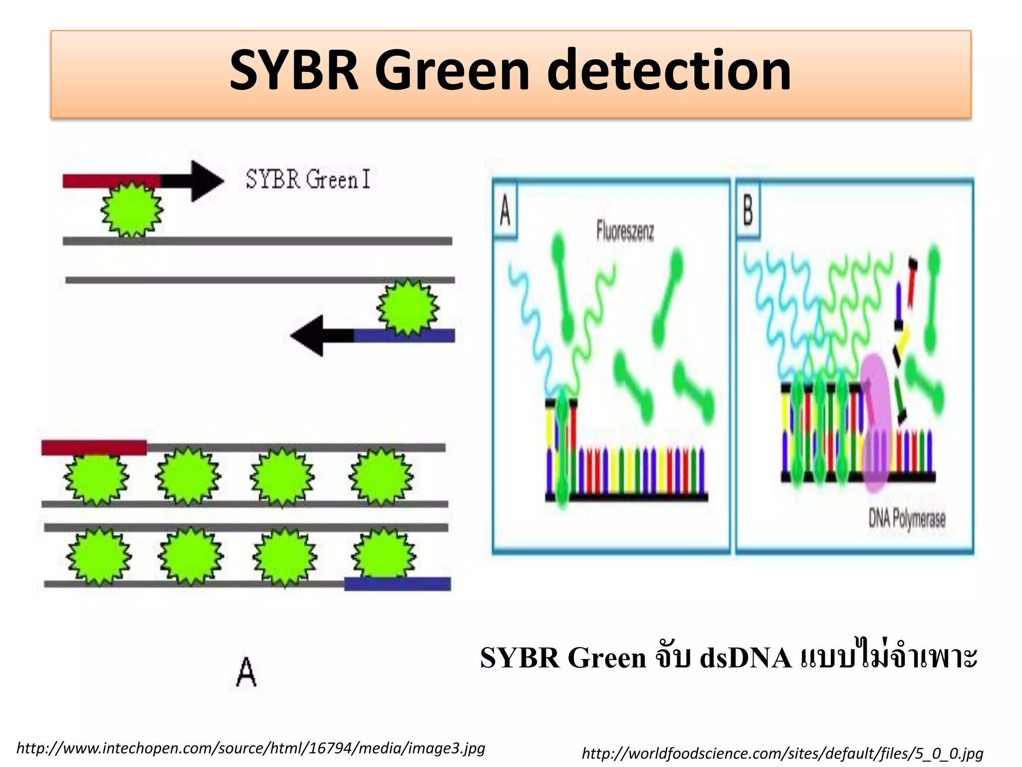 SYBR Green detection 
http://www.intechopen.com/source/html/16794/media/image3.jpg 
http://worldfoodscience.com/sites/default/files/5_0_0.jpg 
SYBR Green จับ dsDNA แบบไม่จำเพำะ  