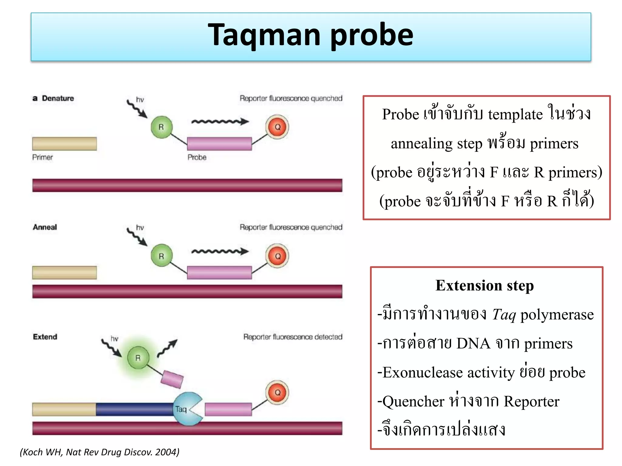 Taqman probe 
(Koch WH, Nat Rev Drug Discov. 2004) 
Probe เข้าจับกับ template ในช่วง 
annealing step พร้อม primers 
(probe อยู่ระหว่าง F และ R primers) 
(probe จะจับที่ข้าง F หรือ R ก็ได้) 
Extension step -มีการทางานของ Taq polymerase -การต่อสาย DNA จาก primers -Exonuclease activity ย่อย probe -Quencher ห่างจาก Reporter -จึงเกิดการเปล่งแสง  