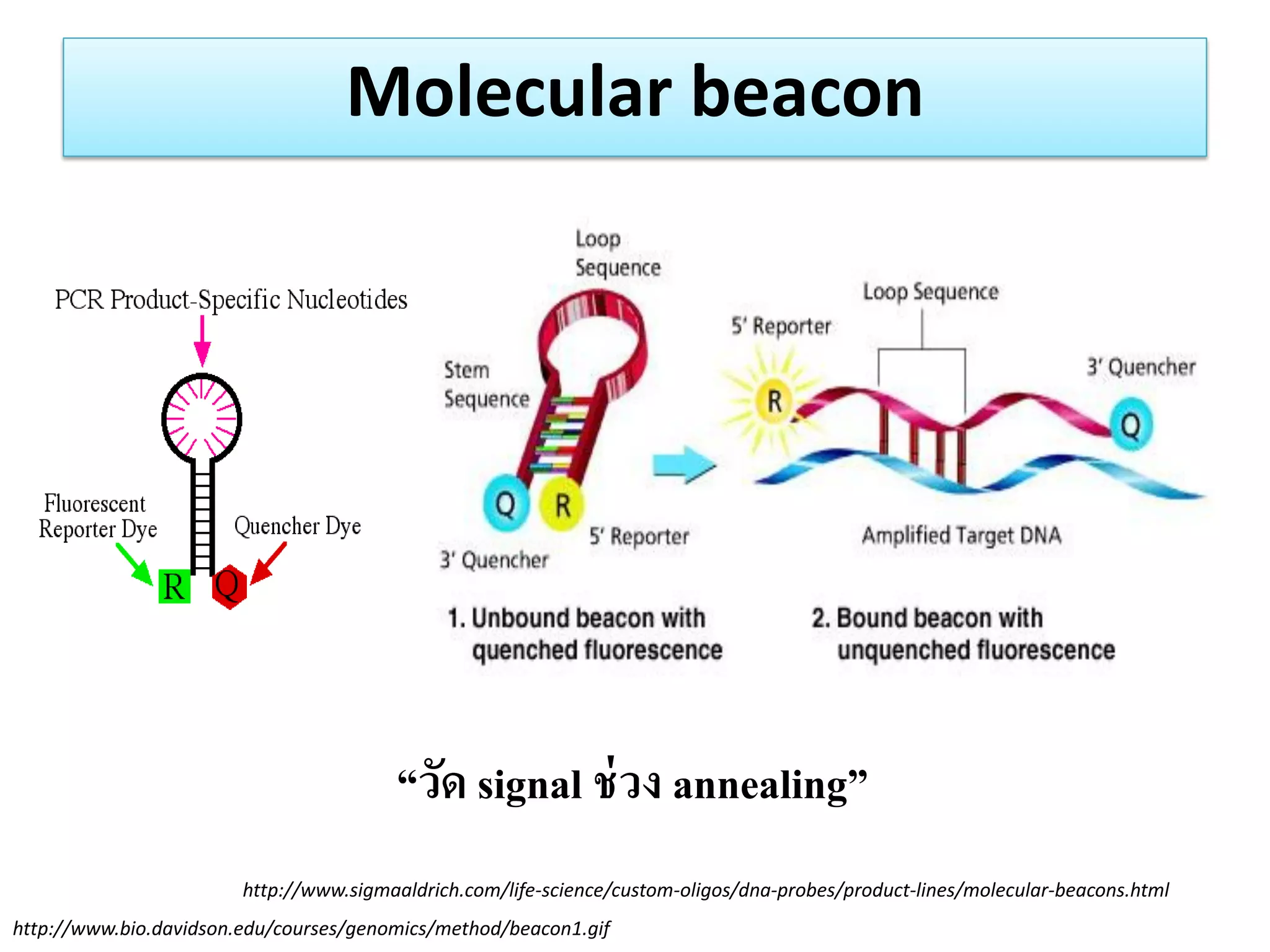 Molecular beacon 
http://www.bio.davidson.edu/courses/genomics/method/beacon1.gif 
“วัด signal ช่วง annealing” 
http://www.sigmaaldrich.com/life-science/custom-oligos/dna-probes/product-lines/molecular-beacons.html  