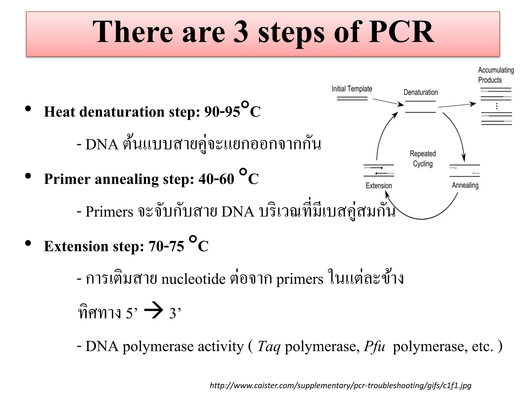 There are 3 steps of PCR 
•Heat denaturation step: 90-95C 
- DNA ต้นแบบสายคู่จะแยกออกจากกัน 
•Primer annealing step: 40-60 C 
- Primers จะจับกับสาย DNA บริเวณที่มีเบสคู่สมกัน 
•Extension step: 70-75 C 
- การเติมสาย nucleotide ต่อจาก primers ในแต่ละข้าง 
ทิศทาง 5’  3’ 
- DNA polymerase activity ( Taq polymerase, Pfu polymerase, etc. ) 
http://www.caister.com/supplementary/pcr-troubleshooting/gifs/c1f1.jpg  