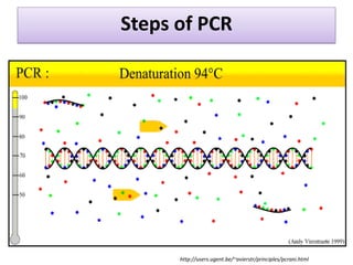 Steps of PCR 
http://users.ugent.be/~avierstr/principles/pcrani.html  