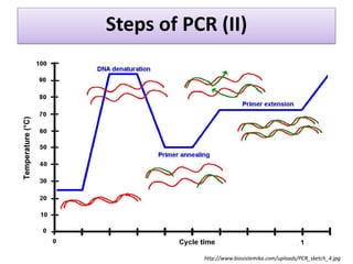Steps of PCR (II) 
http://www.biosistemika.com/uploads/PCR_sketch_4.jpg  
