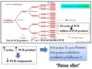 2n ; n = จำนวนรอบของ PCR 
จำนวน PCR product = 
> 20 cycles of PCR 
> million of PCR products 
cycles,  PCR product  PCR components 
PCR product ใน cycle ท้ายลดลง 
PCR product อาจจับกันเอง 
การเพิ่มจานวนไม่เป็นแบบ 2n 
“Plateau effect”  