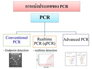 กำรแบ่งประเภทของ PCR 
PCR 
Conventional PCR 
Realtime PCR (qPCR) 
Advanced PCR 
- Endpoint detection 
- realtime detection  
