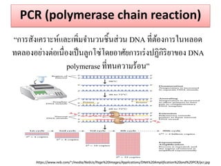 PCR (polymerase chain reaction) 
“การสังเคราะห์และเพิ่มจานวนชิ้นส่วน DNA ที่ต้องการในหลอด ทดลองอย่างต่อเนื่องเป็นลูกโซ่โดยอาศัยการเร่งปฏิกิริยาของ DNA polymerase ที่ทนความร้อน” 
https://www.neb.com/~/media/NebUs/Page%20Images/Applications/DNA%20Amplification%20and%20PCR/pcr.jpg  