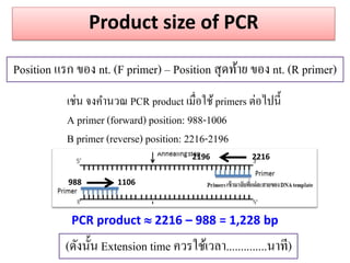 Product size of PCR 
Position แรก ของ nt. (F primer) – Position สุดท้าย ของ nt. (R primer) 
เช่น จงคานวณ PCR product เมื่อใช้ primers ต่อไปนี้ A primer (forward) position: 988-1006 B primer (reverse) position: 2216-2196 
988 1106 
2196 2216 
PCR product  2216 – 988 = 1,228 bp 
(ดังนั้น Extension time ควรใช้เวลา..............นาที)  