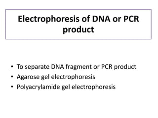 •To separate DNA fragment or PCR product 
•Agarose gel electrophoresis 
•Polyacrylamide gel electrophoresis 
Electrophoresis of DNA or PCR product  