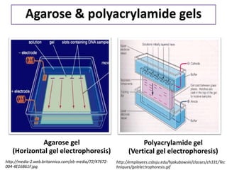 Agarose & polyacrylamide gels 
Polyacrylamide gel (Vertical gel electrophoresis) 
http://employees.csbsju.edu/hjakubowski/classes/ch331/Techniques/gelelectrophoresis.gif 
Agarose gel (Horizontal gel electrophoresis) 
http://media-2.web.britannica.com/eb-media/72/47672- 004-4E16B61F.jpg  