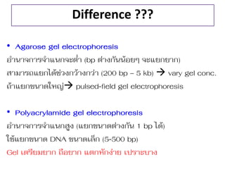 Difference ??? 
•Agarose gel electrophoresis 
อ่ำนำจกำรจ่ำแนกจะต่ำ (bp ต่ำงกันน้อยๆ จะแยกยำก) 
สำมำรถแยกได้ช่วงกว้ำงกว่ำ (200 bp – 5 kb)  vary gel conc. 
ถ้ำแยกขนำดใหญ่ pulsed-field gel electrophoresis 
•Polyacrylamide gel electrophoresis 
อ่ำนำจกำรจ่ำแนกสูง (แยกขนำดต่ำงกัน 1 bp ได้) 
ใช้แยกขนำด DNA ขนำดเล็ก (5-500 bp) 
Gel เตรียมยำก ถือยำก แตกหักง่ำย เปรำะบำง 
 