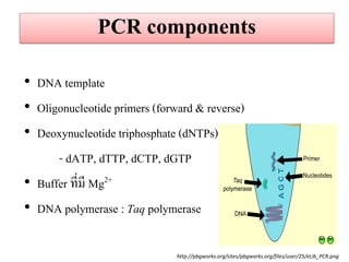 PCR components 
•DNA template 
•Oligonucleotide primers (forward & reverse) 
•Deoxynucleotide triphosphate (dNTPs) 
- dATP, dTTP, dCTP, dGTP 
•Buffer ที่มี Mg2+ 
•DNA polymerase : Taq polymerase 
http://pbgworks.org/sites/pbgworks.org/files/user/25/eLib_PCR.png  