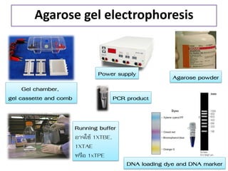 Agarose gel electrophoresis 
Running buffer 
อำจใช้ 1XTBE, 
1XTAE 
หรือ 1xTPE 
Gel chamber, gel cassette and comb 
Power supply 
Agarose powder 
PCR product 
DNA loading dye and DNA marker  