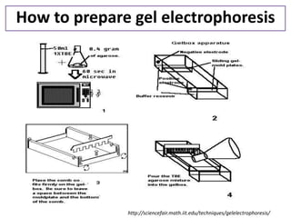 How to prepare gel electrophoresis 
http://sciencefair.math.iit.edu/techniques/gelelectrophoresis/  