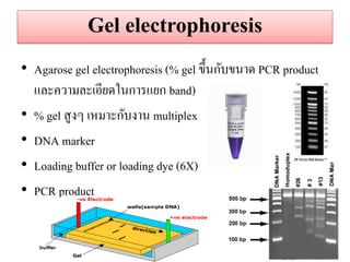 Gel electrophoresis 
•Agarose gel electrophoresis (% gel ขึ้นกับขนาด PCR product และความละเอียดในการแยก band) 
•% gel สูงๆ เหมาะกับงาน multiplex 
•DNA marker 
•Loading buffer or loading dye (6X) 
•PCR product  