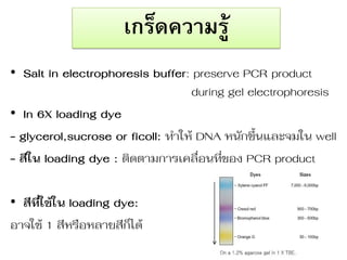 เกร็ดความรู้ 
•Salt in electrophoresis buffer: preserve PCR product during gel electrophoresis 
•In 6X loading dye 
- glycerol,sucrose or ficoll: ท่ำให้ DNA หนักขึ้นและจมใน well 
- สีใน loading dye : ติดตำมกำรเคลื อนที ของ PCR product 
•สีที่ใช้ใน loading dye: 
อำจใช้ 1 สีหรือหลำยสีก็ได้  