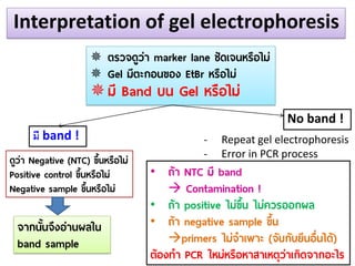 Interpretation of gel electrophoresis 
ตรวจดูว่า marker lane ชัดเจนหรือไม่ 
Gel มีตะกอนของ EtBr หรือไม่ 
มี Band บน Gel หรือไม่ 
No band ! 
-Repeat gel electrophoresis 
-Error in PCR process 
มี band ! 
ดูว่า Negative (NTC) ขึ้นหรือไม่ 
Positive control ขึ้นหรือไม่ 
Negative sample ขึ้นหรือไม่ 
จากนั้นจึงอ่านผลใน 
band sample 
•ถ้า NTC มี band  Contamination ! 
•ถ้า positive ไม่ขึ้น ไม่ควรออกผล 
•ถ้า negative sample ขึ้น primers ไม่จาเพาะ (จับกับยีนอื่นได้) ต้องทา PCR ใหม่หรือหาสาเหตุว่าเกิดจากอะไร  