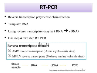 RT-PCR 
•Reverse transcription polymerase chain reaction 
•Template: RNA 
•Using reverse transcriptase enzyme ( RNA  cDNA) 
•One step & two step RT-PCR 
Reverse transcriptase ที่นิยมใช้ 
AMV reverse transcriptase ( Avian myoblastosis virus) 
MMLV reverse transcriptase (Moloney murine leukemia virus) 
http://www.gene-quantification.de/real-time-opt-1.gif  