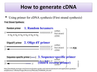 How to generate cDNA 
•Using primer for cDNA synthesis (First strand synthesis) 
http://worldwide.promega.com/resources/product-guides-and-selectors/protocols-and-applications-guide/pcr- amplification/~/Media/Images/Resources/PAGuide/1439MA04_6A.ashx 
1. Random hexamers 
2. Oligo dT primer 
3. Sequence-specific primer (นิยมใช้ reverse primer)  