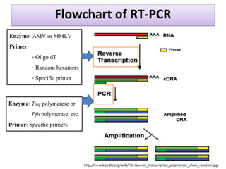 Flowchart of RT-PCR 
http://en.wikipedia.org/wiki/File:Reverse_transcription_polymerase_chain_reaction.jpg 
Enzyme: AMV or MMLV 
Primer: 
- Oligo dT 
- Random hexamers 
- Specific primer 
Enzyme: Taq polymerese or Pfu polymerase, etc. Primer: Specific primers  