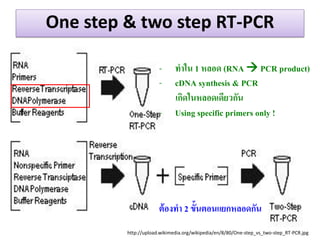 One step & two step RT-PCR 
http://upload.wikimedia.org/wikipedia/en/8/80/One-step_vs_two-step_RT-PCR.jpg 
-ทำใน 1 หลอด (RNA  PCR product) 
-cDNA synthesis & PCR เกิดในหลอดเดียวกัน 
-Using specific primers only ! 
ต้องทำ 2 ขั้นตอนแยกหลอดกัน  