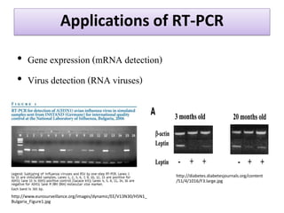 Applications of RT-PCR 
•Gene expression (mRNA detection) 
•Virus detection (RNA viruses) 
http://www.eurosurveillance.org/images/dynamic/EE/V13N30/H5N1_ Bulgaria_Figure1.jpg 
http://diabetes.diabetesjournals.org/content 
/51/4/1016/F3.large.jpg  