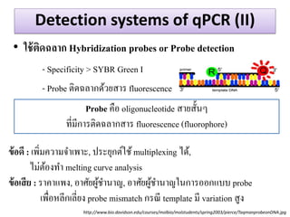 Detection systems of qPCR (II) 
•ใช้ติดฉลาก Hybridization probes or Probe detection 
- Specificity > SYBR Green I 
- Probe ติดฉลากด้วยสาร fluorescence 
Probe คือ oligonucleotide สายสั้นๆ 
ที่มีการติดฉลากสาร fluorescence (fluorophore) 
http://www.bio.davidson.edu/courses/molbio/molstudents/spring2003/pierce/TaqmanprobeonDNA.jpg 
ข้อดี : เพิ่มความจาเพาะ, ประยุกต์ใช้ multiplexing ได้, 
ไม่ต้องทา melting curve analysis 
ข้อเสีย : ราคาแพง, อาศัยผู้ชานาญ, อาศัยผู้ชานาญในการออกแบบ probe 
เพื่อหลีกเลี่ยง probe mismatch กรณี template มี variation สูง  