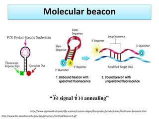Molecular beacon 
http://www.bio.davidson.edu/courses/genomics/method/beacon1.gif 
“วัด signal ช่วง annealing” 
http://www.sigmaaldrich.com/life-science/custom-oligos/dna-probes/product-lines/molecular-beacons.html  