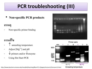 PCR troubleshooting (III) 
•Non-specific PCR products 
สำเหตุ 
-Non-specific primer binding 
กำรแก้ไข 
-annealing temperature 
-Adjust [Mg2+] and pH 
- primers and/or enzyme 
-Using Hot Start PCR 
http://www.biochem.arizona.edu/miesfeld/teaching/Bioc471-2/pages/Lecture12/Lecture12.html  