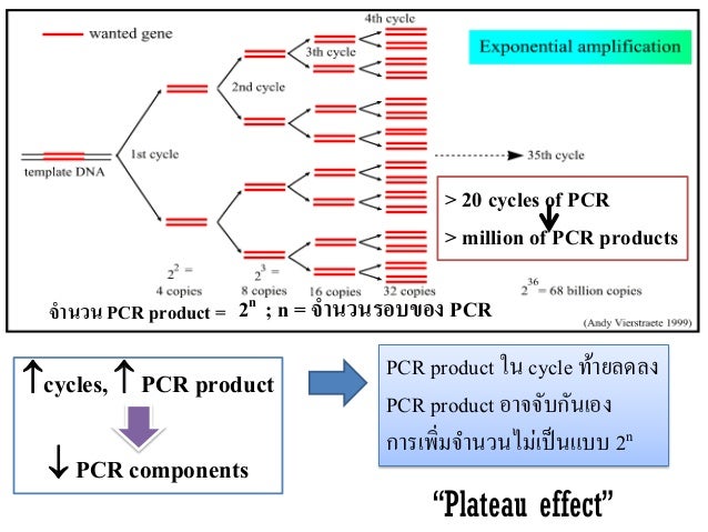 Principle of PCR