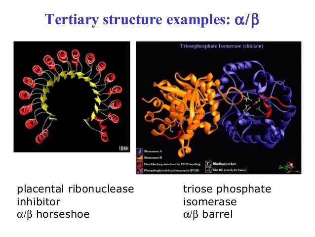 tertiary bridge structure salt Principle structure and of protein function