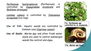 Cultural and Biological Methods of Weed Control in Field Crops.pptx