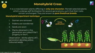 © 2022, Aakash BYJU'S. All rights reserved
Monohybrid Cross
It is a cross between plants differing in only one character. Mendel selected plants
which undergo self-fertilisation for several generations, such that their traits
remain unchanged. They are known as pure lines/true breeds.
1. Stamen are removed
2. Pollens are transferred
3. Seeds are sown
4. Plants obtained in this
generation are called Filial 1
progeny or the F1
Observation : All the plants of F1
generation develop yellow
coloured seeds
Cross
pollination
Monohybrid experiment technique
 
