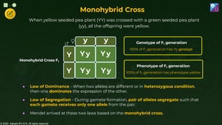 © 2022, Aakash BYJU'S. All rights reserved
Monohybrid Cross
When yellow seeded pea plant (YY) was crossed with a green seeded pea plant
(yy), all the offspring were yellow.
● Law of Dominance - When two alleles are different or in heterozygous condition,
then one dominates the expression of the other.
● Law of Segregation - During gamete formation, pair of alleles segregate such that
each gamete receives only one allele from the pair.
● Mendel arrived at these two laws based on the monohybrid cross.
Y
y y
Y y
Y y
Y
y
Y y
Y
100% of F1 generation has Yy genotype
Genotype of F1 generation
100% of F1 generation has phenotype yellow
Phenotype of F1 generation
Monohybrid Cross F1
 