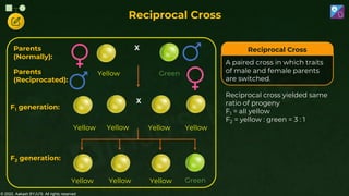 © 2022, Aakash BYJU'S. All rights reserved
Reciprocal Cross
Reciprocal Cross
A paired cross in which traits
of male and female parents
are switched.
Reciprocal cross yielded same
ratio of progeny
F1 = all yellow
F2 = yellow : green = 3 : 1
Parents
(Reciprocated):
Yellow
X
Yellow
X
Parents
(Normally):
F1 generation:
F2 generation:
Green
Yellow Yellow
Yellow
Green
Yellow Yellow
Yellow
 