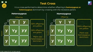 © 2022, Aakash BYJU'S. All rights reserved
Test Cross
Heterozygous
y
Y y
y y
Y y
y
y
Y y
y
50% offspring
are yellow
50% offspring
are green
Plant was
heterozygous
dominant
Homozygous
y
Y Y
y y
Y y
Y
y
Y y
Y
100% offspring
are yellow
Plant was
homozygous
dominant
It is a cross performed to determine whether offspring is homozygous or
heterozygous dominant by crossing with the recessive parent.
Offspring
Parent
Parent
Offspring
 
