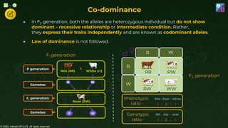© 2022, Aakash BYJU'S. All rights reserved
Co-dominance
P generation:
Gametes:
F1 generation:
W
R
Red (RR) White (rr)
X
Roan (RW)
Gametes: W
R
F1 generation
W
R W
R
RR RW
RW WW
Genotypic
ratio -
Phenotypic
ratio -
White
2
Red
1
1
:
:
Roan :
:
WW
2
RR
1
1
:
:
RW :
:
● In F2 generation, both the alleles are heterozygous individual but do not show
dominant – recessive relationship or intermediate condition. Rather,
they express their traits independently and are known as codominant alleles.
● Law of dominance is not followed.
F2 generation
 