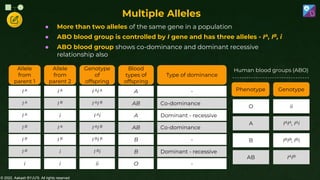 © 2022, Aakash BYJU'S. All rights reserved
● More than two alleles of the same gene in a population
● ABO blood group is controlled by I gene and has three alleles - IA, IB, i
● ABO blood group shows co-dominance and dominant recessive
relationship also
Multiple Alleles
Allele
from
parent 1
I A
I A
I A
I B
I B
I B
i
Allele
from
parent 2
I A
I B
i
I A
I B
i
i
Genotype
of
offspring
I AI A
I AI B
I Ai
I AI B
I BI B
I Bi
ii
Blood
types of
offspring
A
AB
A
AB
B
B
O
Type of dominance
-
Co-dominance
Dominant - recessive
Co-dominance
-
Dominant - recessive
-
Phenotype
O
A
B
AB
Genotype
ii
IAIA, IAi
IBIB, IBi
IAIB
Human blood groups (ABO)
 