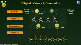 © 2022, Aakash BYJU'S. All rights reserved
Dihybrid Cross - F1 Generation
F1 generation:
Parents:
YYRR yyrr
X
YyRr
Gametes:
YR YR yr yr
YyRr
YR Yr yR yr YR Yr yR yr
Gametes:
Round,
yellow
seeds
Wrinkled,
green
seeds
 