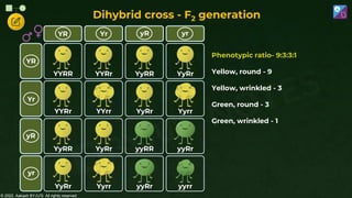 © 2022, Aakash BYJU'S. All rights reserved
Dihybrid cross - F2 generation
YYRR YYRr YyRR YyRr
YYRr YYrr YyRr Yyrr
YyRR YyRr yyRR yyRr
YyRr Yyrr yyRr yyrr
YR Yr yR yr
YR
Yr
yR
yr
Phenotypic ratio- 9:3:3:1
Yellow, round - 9
Yellow, wrinkled - 3
Green, round - 3
Green, wrinkled - 1
 