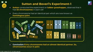 © 2022, Aakash BYJU'S. All rights reserved
Sutton and Boveri’s Experiment-1
● Sutton conducted the experiment on lubber grasshopper, observed that it
had 22 chromosomes in each cell
● Every chromosome had an identical pair which are now known as
homologous pairs
● Conclusion: Every chromosome had an almost identical partner. So,
chromosomes occur in pairs
 