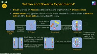 © 2022, Aakash BYJU'S. All rights reserved
Sutton and Boveri’s Experiment-2
● Boveri worked on Ascaris and found that the organism has 4 chromosomes
● Observation: Two types of cells in ascaris; In the present era we call them as somatic
cells and the Germ cells, each divides differently
S Phase
Somatic
cell
Genetic
material
doubles
Prophase
Condenses to
form
chromosomes
Metaphase Chromosomes
separate and
travel to the
opposite poles
Anaphase
Cells start to divide
Telophase
Cytokinesis
Each daughter cell has
4 chromosomes, equal
to the number of
chromosomes present
in the mother cell
Chromosomes
align at centre
 