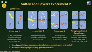 © 2022, Aakash BYJU'S. All rights reserved
Germ cells
Prophase II Metaphase II Anaphase II Telophase II and
Cytokinesis
As the cells start to
divide chromatin
condenses to form
chromosomes.
The chromosomes
arrange themselves
at the centre.
Chromosomes
separate and travel
to opposite poles.
By the end of the
division he observed
2 chromosomes and
4 cells were formed.
● Conclusion: Meiosis reduces number of chromosomes in germ cells by half
● Chromosomes segregate during gamete formation
Sutton and Boveri’s Experiment-2
 
