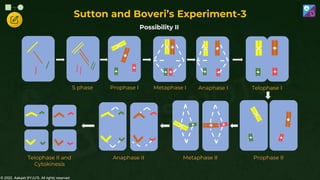 © 2022, Aakash BYJU'S. All rights reserved
Possibility II
S phase Prophase I Metaphase I Anaphase I Telophase I
Prophase II
Metaphase II
Anaphase II
Telophase II and
Cytokinesis
Sutton and Boveri’s Experiment-3
 