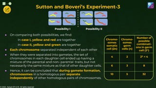 © 2022, Aakash BYJU'S. All rights reserved
Possibility II
Possibility I
● On comparing both possibilities, we find:
In case I, yellow and red are together
In case II, yellow and green are together
● Each chromosome separated independent of each other
● When they were separated into gametes, the set of
chromosomes in each daughter cell ended up having a
mixture of the parental and non- parental traits, but not
necessarily the same mixture as that of other daughter cells.
● Hence, it can be concluded that during gamete formation,
chromosomes in a homologous pair separate
independently of other homologous pairs of chromosomes.
Chromo-
somes
somatic
cell (2n)
Chromo-
somes
germ
cells (n)
Number of
possible
combinati-
ons in germ
cell (2n)
4 2 22 = 4
6 3 8
10 5 32
Sutton and Boveri’s Experiment-3
 