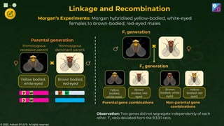 © 2022, Aakash BYJU'S. All rights reserved
Linkage and Recombination
Morgan’s Experiments: Morgan hybridised yellow-bodied, white-eyed
females to brown-bodied, red-eyed males
Yellow bodied,
white eyed
Brown bodied,
red eyed
Homozygous
recessive parent
Homozygous
dominant parent
Parental generation
Brown
bodied, red
eyed
Brown
bodied, white
eyed
Yellow
bodied,
white eyed
Yellow
bodied, red
eyed
Non-parental gene
combinations
Parental gene combinations
F2 generation
F1 generation
y
y
w
w
y+ w+
Observation: Two genes did not segregate independently of each
other. F2 ratio deviated from the 9:3:3:1 ratio.
 