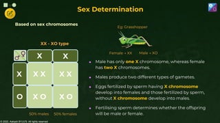 © 2022, Aakash BYJU'S. All rights reserved
Based on sex chromosomes
50% males 50% females
O
X X
X X
X X
X
O
X O
X
Female → XX Male → XO
 Male has only one X chromosome, whereas female
has two X chromosomes.
 Males produce two different types of gametes.
 Eggs fertilized by sperm having X chromosome
develop into females and those fertilized by sperm,
without X chromosome develop into males.
 Fertilising sperm determines whether the offspring
will be male or female.
Eg: Grasshopper
XX - XO type
Sex Determination
 