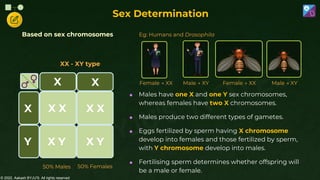 © 2022, Aakash BYJU'S. All rights reserved
Based on sex chromosomes
50% Males 50% Females
Y
X X
X X
X X
X
Y
X Y
X
XX - XY type
Sex Determination
Eg: Humans and Drosophila
Male → XY Female → XX Male → XY
Female → XX
 Males have one X and one Y sex chromosomes,
whereas females have two X chromosomes.
 Males produce two different types of gametes.
 Eggs fertilized by sperm having X chromosome
develop into females and those fertilized by sperm,
with Y chromosome develop into males.
 Fertilising sperm determines whether offspring will
be a male or female.
 