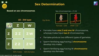 © 2022, Aakash BYJU'S. All rights reserved
Based on sex chromosomes
50% males 50% females
Z
Z W
Z Z
Z W
Z
Z
Z W
Z
ZZ - ZW type
Sex Determination
 Females have one Z and one W chromosome,
whereas males have two Z chromosomes.
 Females produce two different types of gametes.
 Sperm fertilising egg having Z chromosome
develop into males.
 Sperm fertilising egg having W chromosome
develop into females.
Female → ZW Male → ZZ
Sex chromosomes → Z | W
Eg: Birds
 